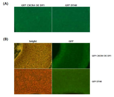 In vivo migration assay of GFP-expressing DT40 and CXCR4 OE DF1 cells. GFP-expressing DT40 or DF1 cells carrying the CMV-controlled chicken CXCR4-overexpressing transgene were transplanted into the blood vessel of recipient embryos. The embryonic gonads were dissected on Days 6 (A) and 10 (B). GFP-expressing cells were detected using a fluorescent microscope