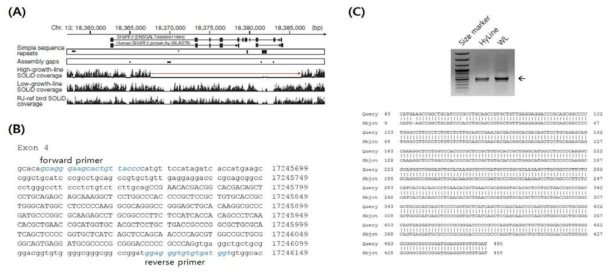 Genomic structure of chicken SH3RF2 gene and sequence alignment of White Leghorn (WL) SH3RF2 gene to examine the exon4 genome sequences