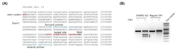 Sequence informatin of targeted gRNA primers and in chicken SH3RF2 gene (A) and T7E1 assay of SH3RF2 KO DF1 cells to detected the induced mutation. The arrows indicate the digested fragments from the heteroduplex PCR product