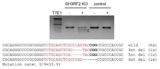 Detection of the induced mutants of SH3RF2 in chicken primordial germ cells through T7E1 assay and genotyping. The efficiency of mutation was 33.3% and the genotypes were 4nt, 5nt, 6nt deletion types. The red letters and lines are the targeted sequences and the deleted nucleotides, respectively. The bold letters of PAM sequences are CGG