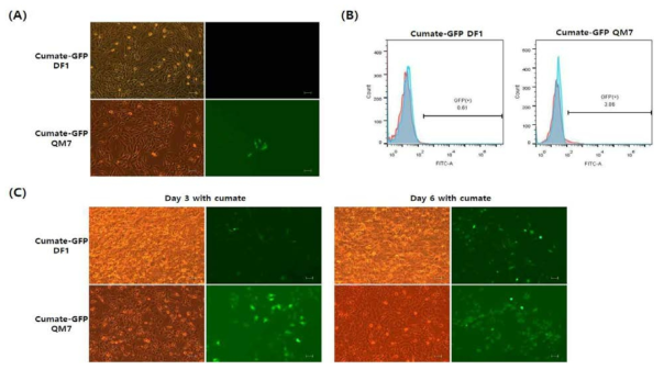 Controlled inducible transgene expression in chicken DF1 and quail QM7 cells. (A) Leaky expression of the GFP transgene is regulated by the cumate promoter. In DF1 cells, there is no GFP expression in the absence of cumate (upper panel), but slightly leaky GFP expression was apparent in QM7 cells. (B) Flow cytometric analysis of GFP-expressing cells among cumate-GFP DF1 and QM7 cells in the off condition (in the absence of cumate). (C) The cumate-GFP cells were cultured in the presence of cumate for 3 or 6 days. All figures show phase contrast (left) and fluorescent (right) images (Scale bar=100 um)