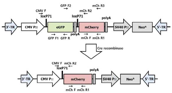 Schematic diagram of expression vector for transgene excision with Cre recombinase. loxP71 sequences were used for Cre recombinase recognition and CMV promoter was designed for transgene expression. mCherry could not be expressed without transgene recombination because of stop codon of eGFP and ployA signal. 3’-TR and 5’-TR were piggyBac transposon elements and the arrows indicate the primer positions for PCR detection