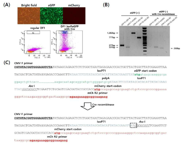 Transgene excision analysis in loxP-eGFP-mCherry expression vector-transfected DF1 cells after transfection of Cre recombinase expression vector. (A) eGFP-expressing DF1 cells after transfection of loxP-eGFP-mCherry expression vector and G418-selection (upper panel). 7 days after re-transfection of Cre recombinase expression vector into the loxP-eGFP-mCherry-transfected cells, GFP-negative cells (P5 cell population) were sorted out by FACS (lower panel). (B) PCR analysis of the loxP-eGFP-mCherry-transfected cells and eGFP-negative cell population derived by Cre recombination. (C) Sequence analysis after excision of eGFP transgene with Cre recombinase. eGFP transgene located between loxP71 elements was exactly excised by Cre recombinase but mCherry transgene could not be expressed due to the frameshift of the open reading frame induced by ATG sequences (dotted box) prior to mCherry transgene start codon