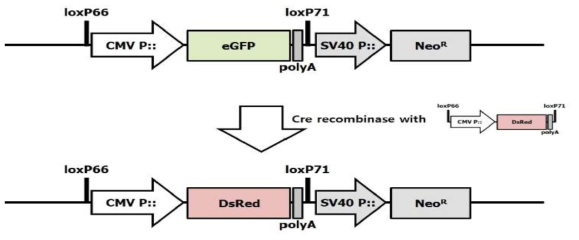 Schematic diagram of expression vector for transgene translocation with Cre recombinase. loxP66 and loxP71 sequences were used for Cre recombinase recognition and CMV promoter was designed for transgene expression. eGFP transgene was replaced with DsRed transgene after Cre recombination