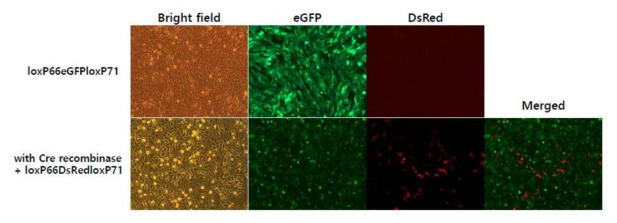 Transgene translocation analysis in loxP66-eGFP-loxP71 expression vector-transfected DF1 cells after co-transfection with Cre recombinase expression vector and loxP66-DsRed-loxP71 vector. Translocation analysis of transgene expression in loxP66-eGFP-loxP71 expression vector-transfected cells after 14 days of co-transfection with Cre recombinase expression vector and loxP66-DsRed-loxP71 vector. After 14 days of co-transfection, any cell did not overlap the expression of both eGFP and DsRed indicating that eGFP transgene was excised and DsRed transgene was replaced by Cre recombination