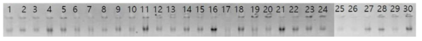 Genomic DNAs from whole blood cells of Korean Oge chickens (high weight males and low weight males) and Cornish chickens