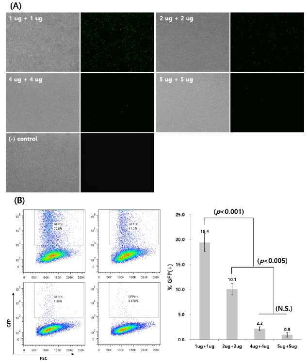 (A) GFP expression in quail blood cells isolated from blood vessel of 50-hr-old embryos after lipofection with the different concentrations of piggyBacCMV-GFP and transposase DNAs (magnification; 10×). (B) Comparison of lipofection efficiencies in quail blood cells with the different amounts of plasmid DNAs by flow analysis. The ratio of piggyBacCMV-GFP and transposase plasmid was 1:1 (w:w) in all treatments. Three separate experiments were replicated and statistically analysed (p<0.005) (NS; no significant difference)