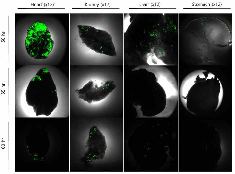 GFP detection in quail tissues after direct in ovo lipofection (DiL). Mixture of piggyBacCMV-GFP and transposase plasmid with liposome was transferred into blood vessel at 50-hr-old quail embryos. After injection of DNA-liposome complex, the GFP expre- ssion was detected in heart, kidney, liver and stomach at 12 days of incubation under a confocal laser scanning microscope