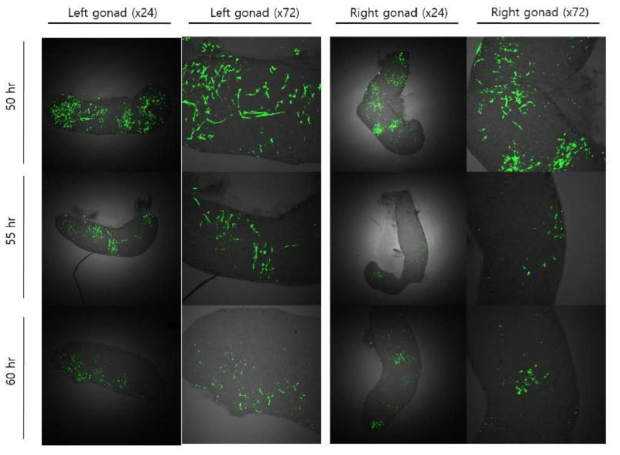 GFP detection in quail tissues after direct in ovo lipofection (DiL). Mixture of piggyBacCMV-GFP and transposase plasmid with liposome was transferred into blood vessel at 50-hr-old quail embryos. After injection of DNA-liposome complex, the GFP expression was detected in recipient embryonic gonads at 12 days of incubation under a confocal laser scanning microscope