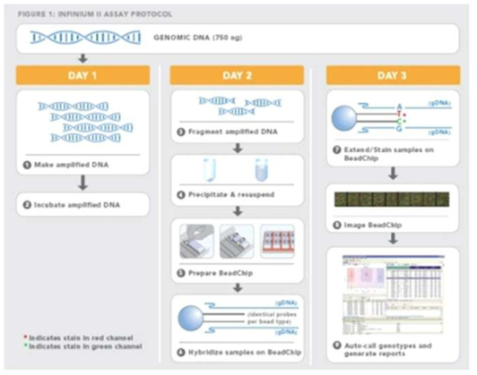 Illumina porcine 60K Beadchip 데이터 생산과정