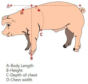 돼지 능력검정(performance test) 측정 부위