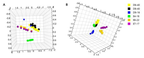 Micropig의 소변에 대한 NMR 분석 결과를 이용한 global profiling 분 석. 주성분분석(principal components analysis; PCA) (A)과 직교부분최소자승판 별분석(Orthogonal Partial Least Squares Discriminant Analysis(OPLS-DA)) (B)