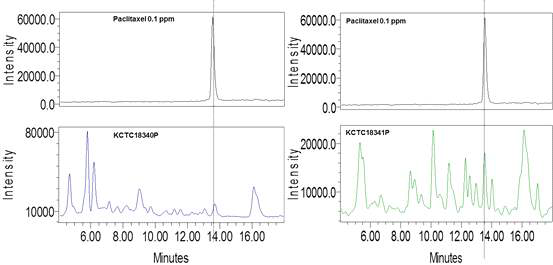 BY5, BY45에서 taxol 생산을 확인하기 위한 LC-MS spectrometric분석 결과