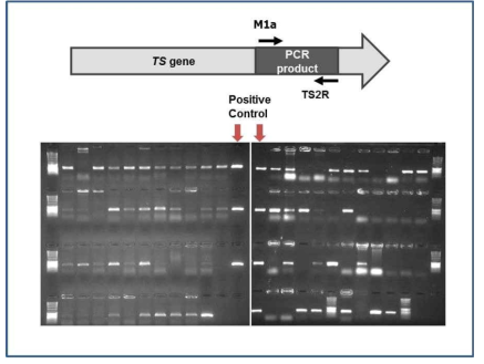PCR을 이용한 주목내생세균에서의 taxadiene sybthase 유전자 함유 스크리닝