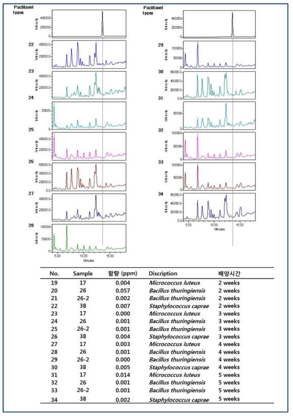 주목 내생세균에서 택솔 생산 검증 3차 분석. 내생세균에서 배양기간에 따른 택솔 생산량 분석