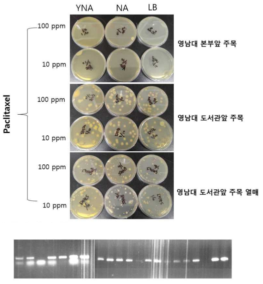 Paclitaxel을 첨가한 배지에서 분리된 내생세균들 및 PCR 결과