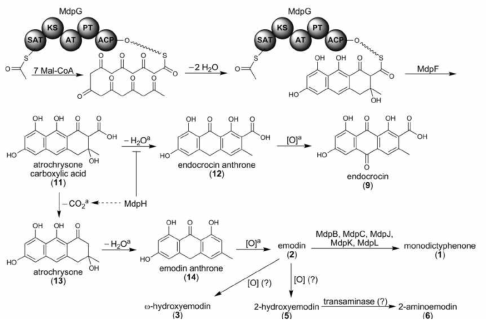 일부 알려진 유전자에 의한 monodictyphenone 추정된 생합성 과정