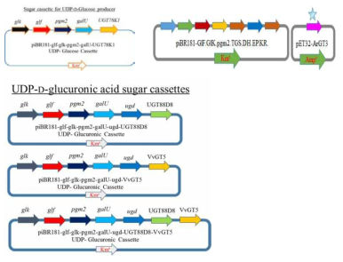 Multi-monocistronic 벡터을 이용한 NDP-sugar 생합성 카세트 예