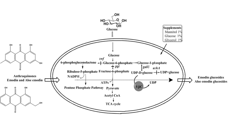 Anthraquinone 당화시스템을 이용한 Emodin glucoside 와 aloe-emodin glucoside 합성