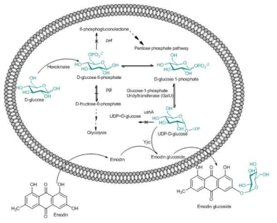 생산 균주에서 emodin으로부터 emodin glucoside 생산