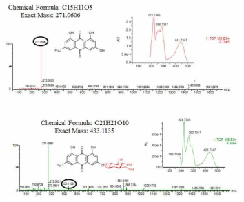 생산된 emodin glucoside에 대한 UV 및 mass 분석