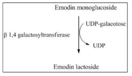 Anthraquinone lactoside 생합성의 개요