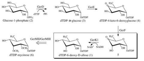 TDP-6-deoxyallose의 생합성 과정