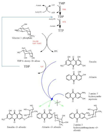 One-pot reaction에 의한 TDP-6-deoxyallose의 합성과 anthraquinone의 당화과정