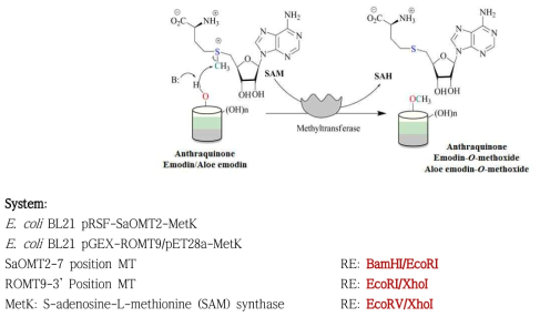 SAM synthase (metK)와 methyltransferase (SaOMT2, ROMT2)가 재조합된 발현벡터