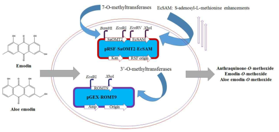균주 개발 및 예상되는 anthraquinone-3-methoside 생산: Engineering of E. coli for the enhanced production of SAM and anthraquinone-O-methoxide production