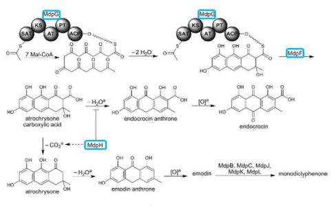 Asperigillus nidulans 로 부터 mpgG/F 유전자에 의한 유추된 Anthraquinone의 생합성 과정