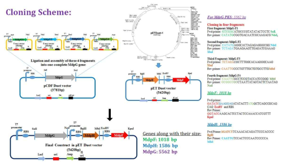 mdpG는 nonreduced polyketide synthase 유전자 클론 전략