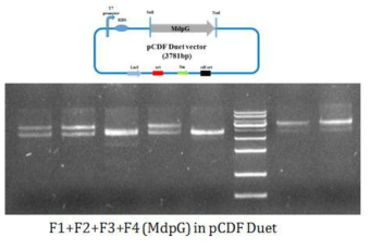 mdpG는 유전자가 pET-Duet에 재조합된 발현벡터