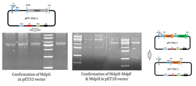 mdpG 합성 유전자의 pET32 벡터 재조합 결과 및 mdpH, mdhF 유전자의 pET28 벡터의 재조합 결과