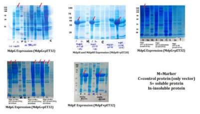 mdpG 합성 유전자의 pET32 벡터 및 mdpH, mdhF 유전자의 pET28 발현벡터의 발현 결과