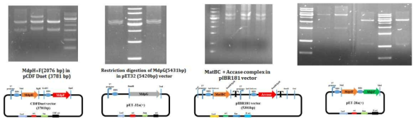 3개의 유전자 (mdpG, mdpH, mdpF)의 발현벡터 및 MatB-Malonyl synthetase, MatC-transmembrane protein (MatBC-2,856 bp) 및 ACC complex 효소가 재조합된 발현벡터