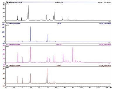 Anthraquinone 생합성 및 matBC/ACC 유전자 발현벡터가 삽입된 in vivo reaction 결과