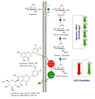 유전자 재조합 및 C-glycosylation 균주 개발