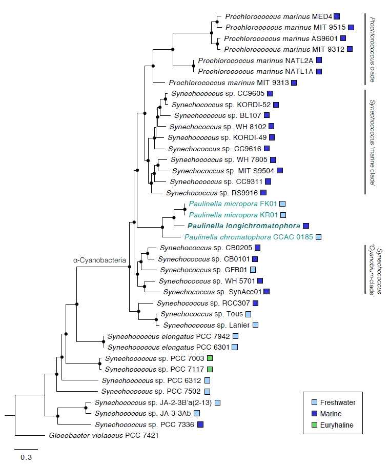 광합성 폴리넬라와 Synechococcus 종들간의 multi-gene phylogenetic tree