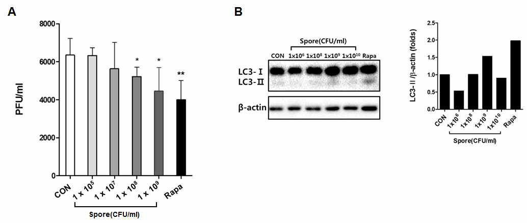 Autophagy 에 의한 돼지 장상피세포 내 PEDV 감염 변화