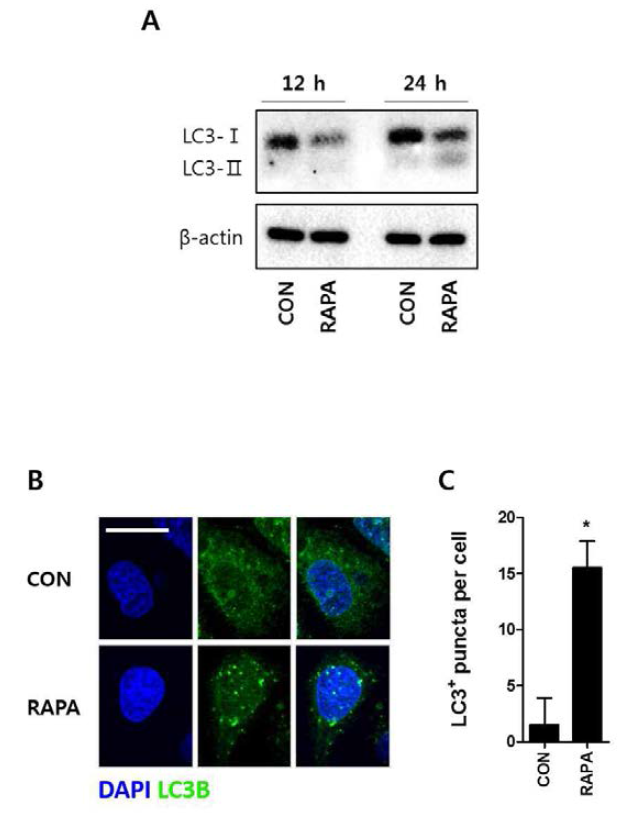 Rapamycin에 의한 돼지 장상피세포 내 autophagy 유도