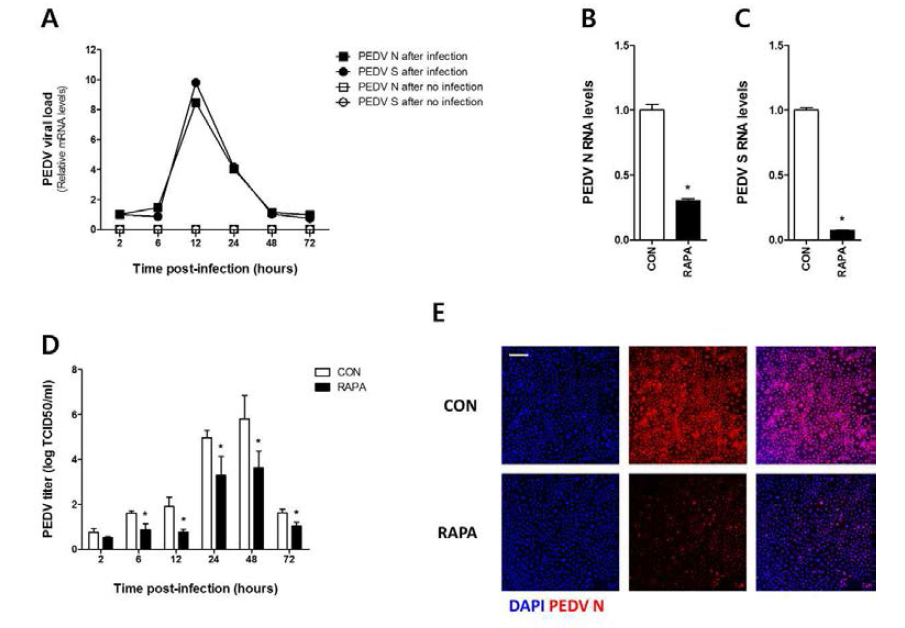 Rapamycin 선처리에 의한 PEDV 감염 억제