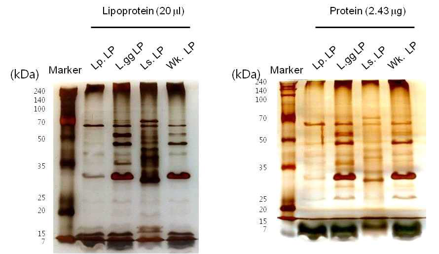 Silver staining을 통해 검출된 유산균 지질단백질