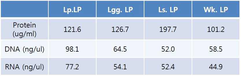 유산균에서 분리된 지질단백질의 단백질 농도와 DNA, RNA 농도