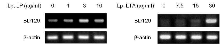 돼지 장 점막세포에서 유산균 지질단백질과 리포테이코익산 농도에 따른 BD129 발현