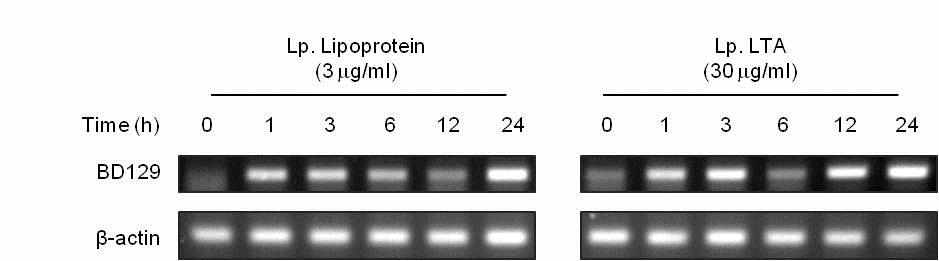돼지 장 점막세포에서 유산균 지질단백질과 리포테이코익산 처리시간에 따른 BD129 발현