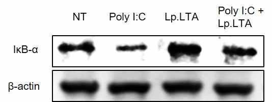 장 상피세포에서 Poly (I:C) LTA를 동시 처리 시 IκB-α의 발현 분석