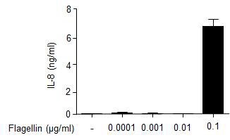 S. typhimurium에서 유래한 flagellin의 다양한 농도에 의한 돼지 말초혈액단핵세포에서 IL-8의 발현