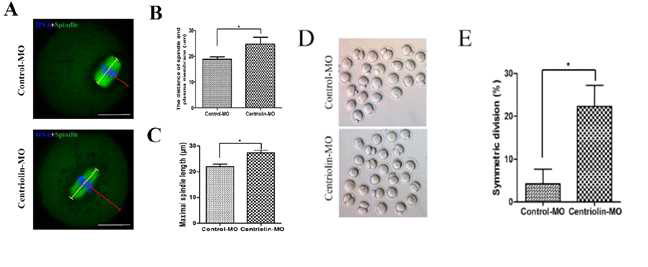Centriolin Morpholino 처리를 통한 knock-down시 방추사 길이 및 membrane에서의 길이 증가와 난자 성숙과정동안 대칭분열 증가