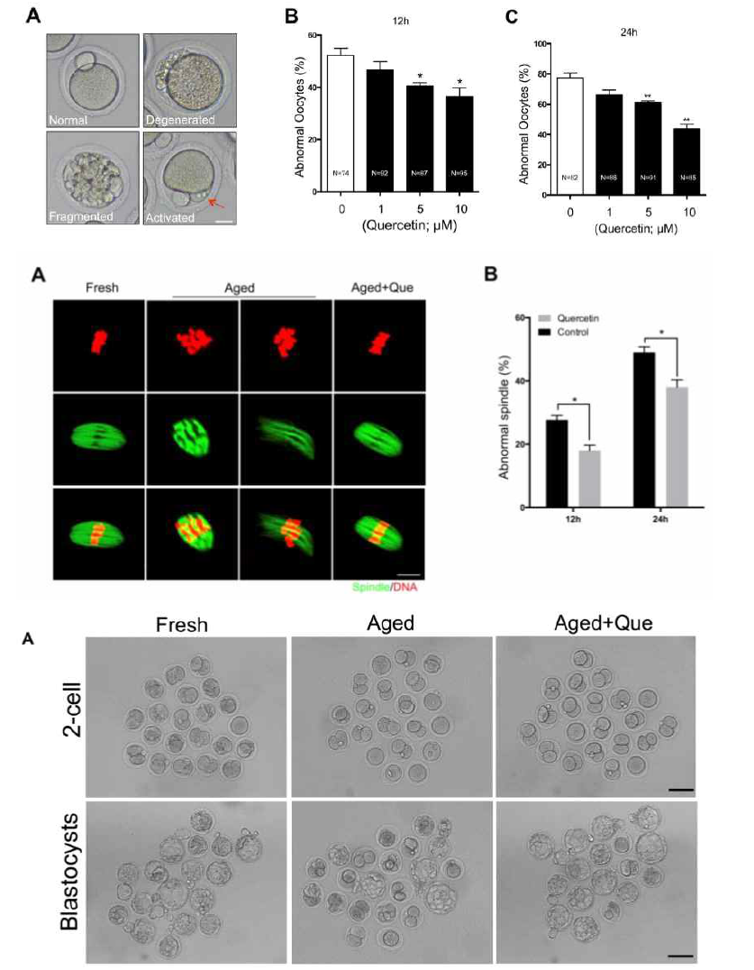 Quercetin의 난자의 배란후 노화와 배아 발달에 미치는 영향